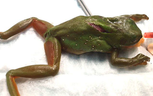 frog undergoing surgery